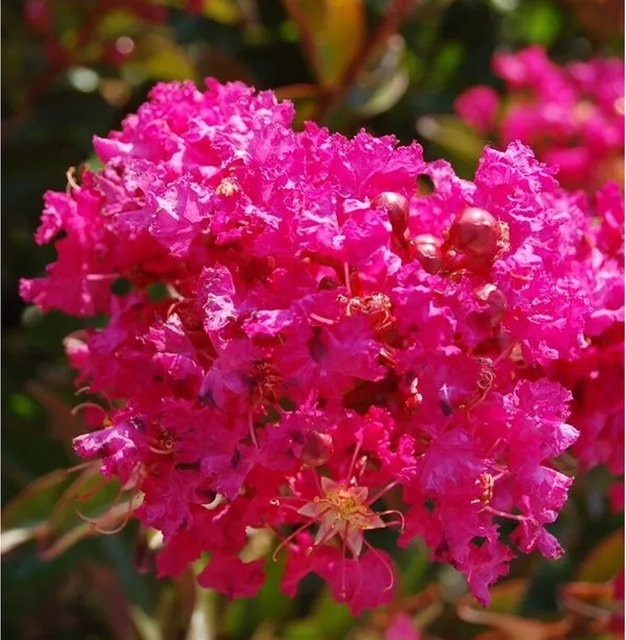 Chinesische Kräuselmyrte Berry Dazzle Lagerstroemia indica in Pink, Höhe: 20-30 cm - Bild 1