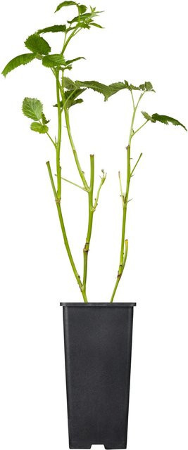 GROW by OBI Bio Brombeere Black Satin Rubus fruticosus im Topf - Bild 1