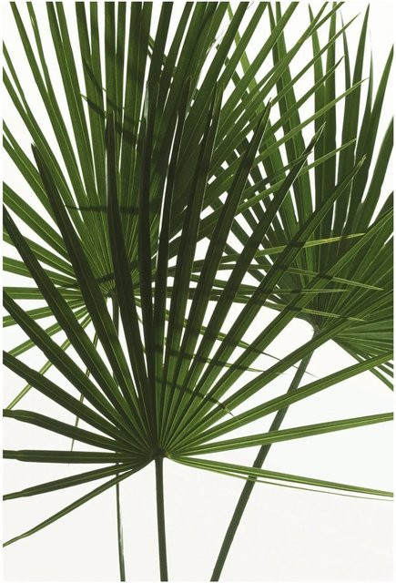 Komar Wandbild Palmtree Leaves in Grün, Breite: 50 cm, Höhe: 70 cm - Bild 1