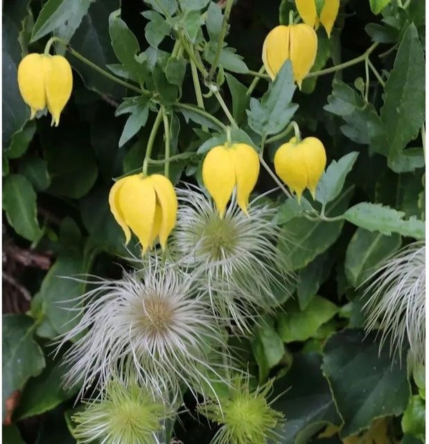Clematis tangutica Golden Tiara Gold Waldrebe Kletterpflanze für den Garten, Höhe: 60-80 cm - Bild 1