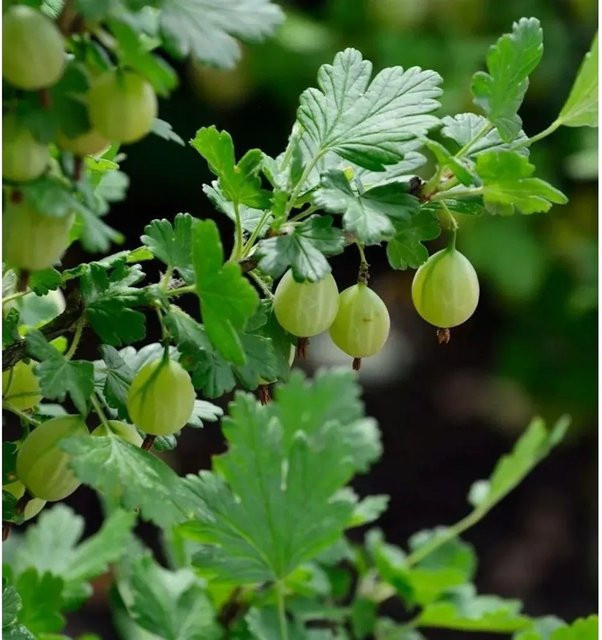 Grüner Stachelbeere Hochstamm Ribes uva-crispa für deinen Garten - Bild 1