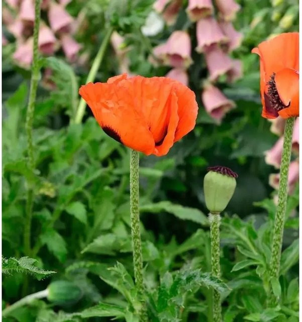 Türkischer Mohn Nana Allegro Papaver orientale in Orange als mehrjährige Pflanze für Garten und Beet - Bild 1