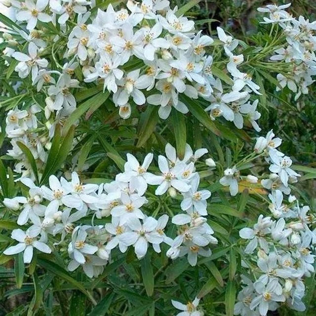 Arborix Orangenblume Choisya Aztec Pearl, Immergrüner Zierstrauch in Weiß und Grün, Höhe: 50 bis 60 cm - Bild 1