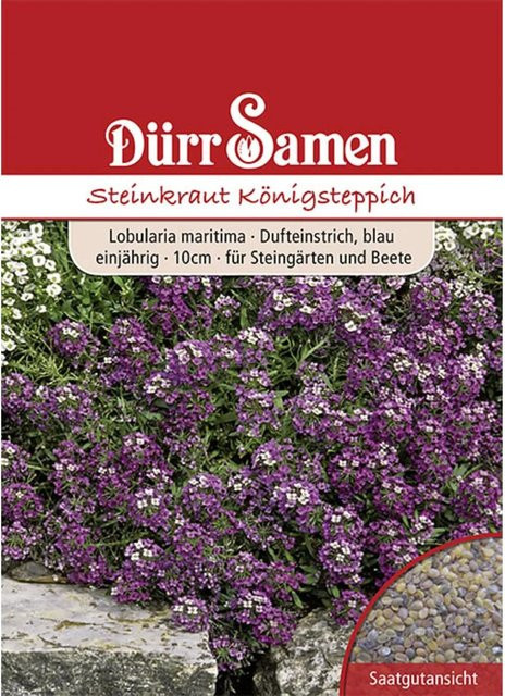 Dürr Samen Steinkraut Königsteppich Weiß Einjähriges Saatgut für Steingärten und Beete 800 g - Bild 1