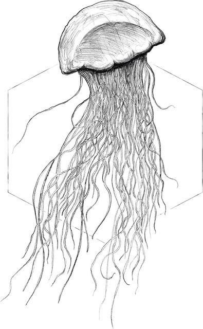 Komar Wandbild Jellyfish White B: 30 cm, H: 40 cm - Bild 1