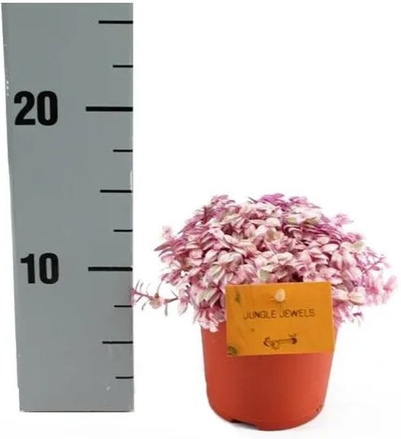 Exotenherz Callisia Rosato Pink Lady Zimmerpflanze in 11 cm Topf, Pink und Weiß - Bild 1