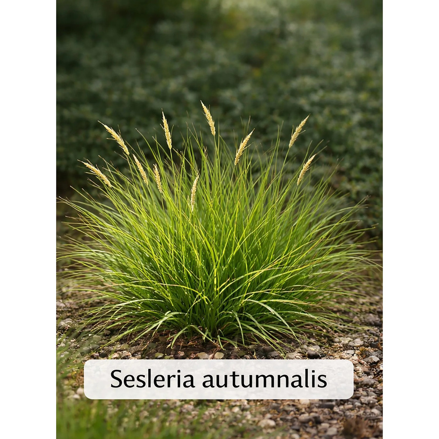 12er Set Sesleria autumnalis Herbst-Kopfgras als Bodendeckergräser für die Gartenflächen, Höhe: 20 - 30 cm, Topf-Durchmesser: 9 cm - Bild 2