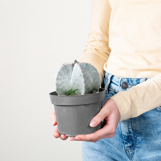 Astrophytum Bischofsmütze Myriostigma Kaktus in Grün mit Sternform von BLUME2000 - Bild 1
