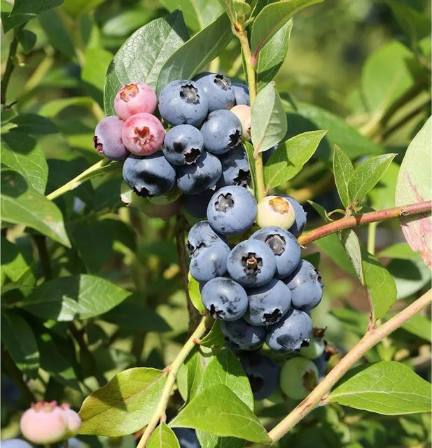 Heidelbeere Jersey Vaccinium corymbosum Beerenstrauch von Nr-01.de Höhe: 30-40 cm - Bild 1