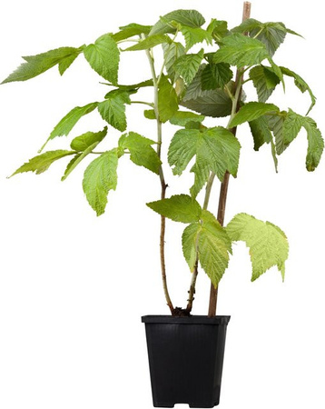 GROW by OBI Bio Himbeere Fallgold Goldgelb Beerenstrauch im Topf