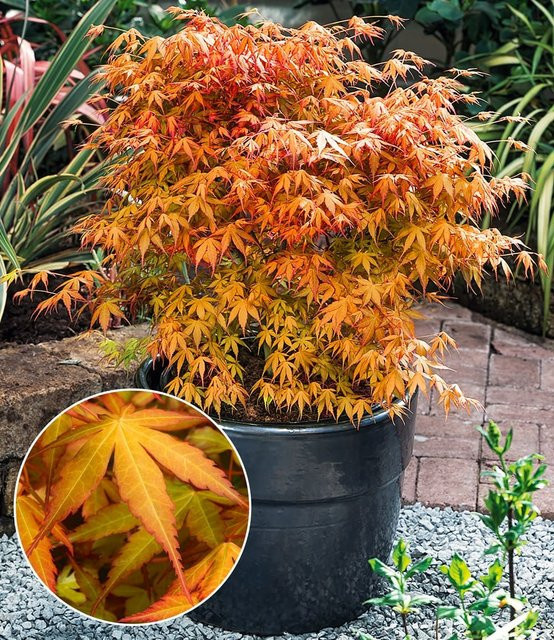 Japanischer Ahorn Katsura - Bild 1