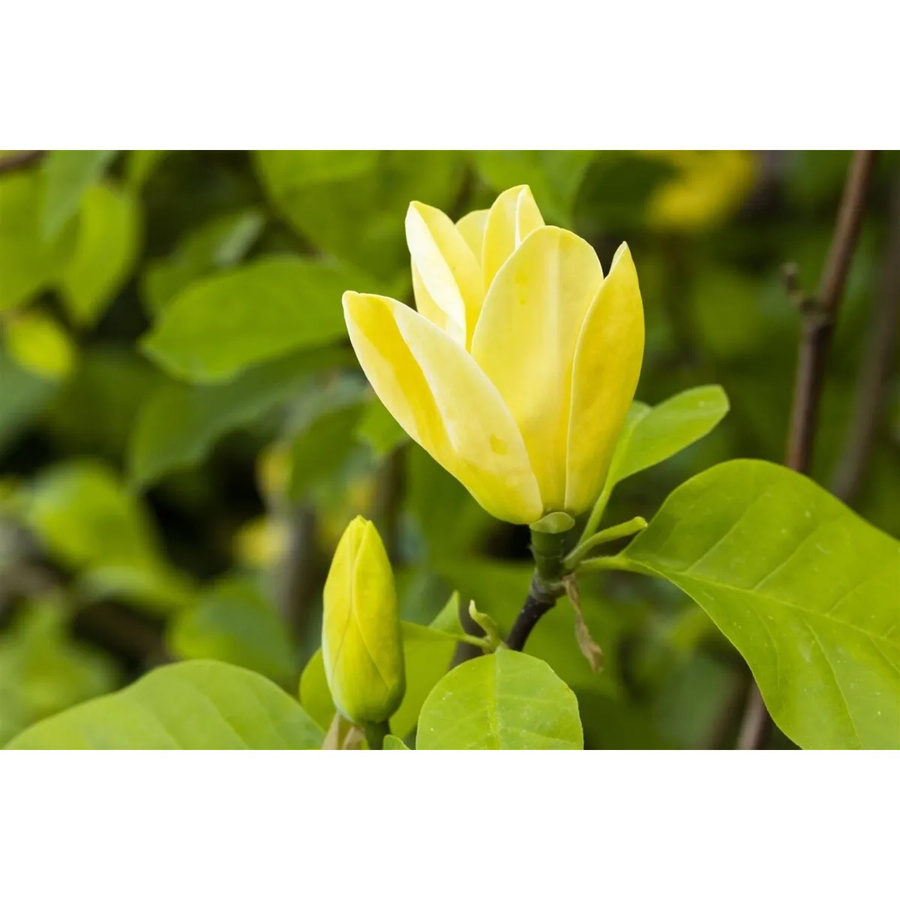 Magnolia Yellow Bird Magnolie, Höhe: 60-80 cm - Bild 2