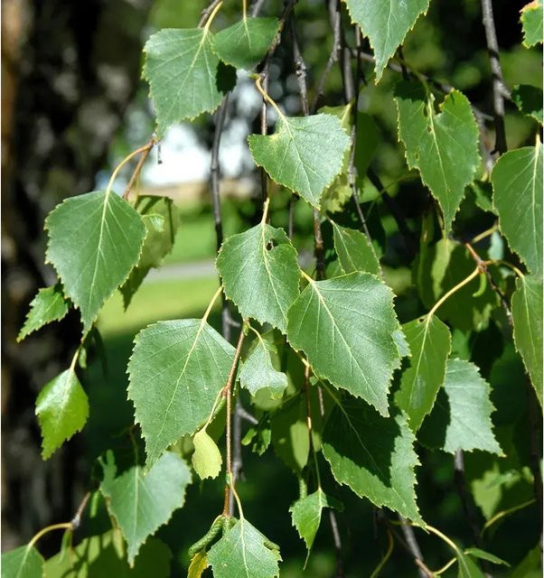 Hochstamm Hängebirke Magical Globe Betula pendula von Nr-01.de, grün - Bild 1