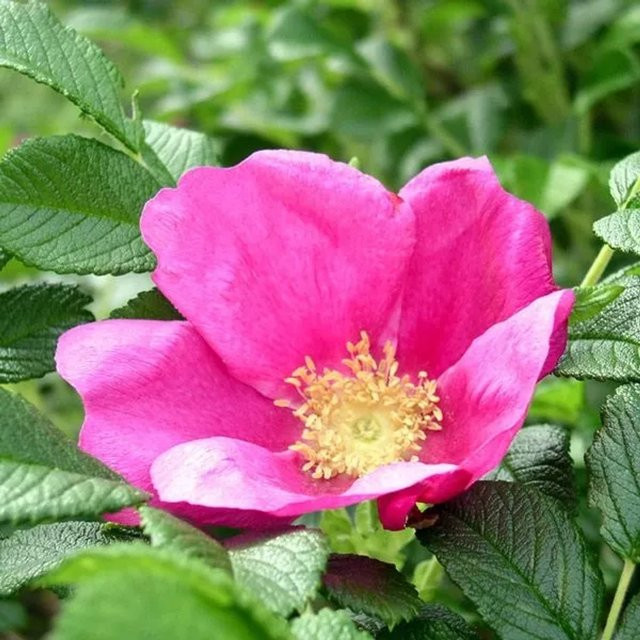 Arborix Apfelrose Rubra Rosa rugosa mit roten Blüten im Container, Höhe: 40 bis 60 cm - Bild 1