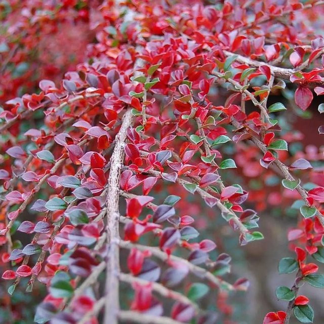 Arborix Fächer-Zwergmispel Cotoneaster horizontalis mit dunkelgrünem Laub im Container - Bild 1