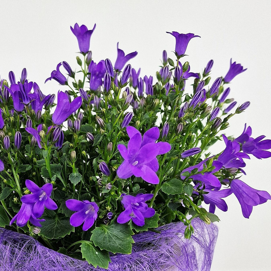 Campanula Glockenblume in Blau oder Lila als mehrjährige Topfpflanze für den Garten und Außenbereich - Bild 3