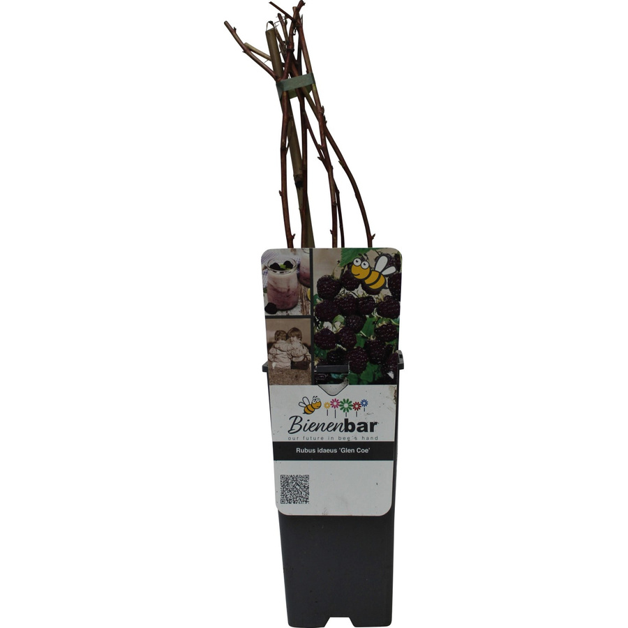 GROW by OBI Bio Himbeere Glen Coe Rosa-Violett im Topf - Bild 2