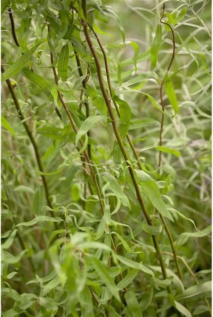 Salix Matsudana Tortuosa Korkenzieher-Weide als Zierstrauch und Baum, grün, Höhe: 60–100 cm - Bild 1