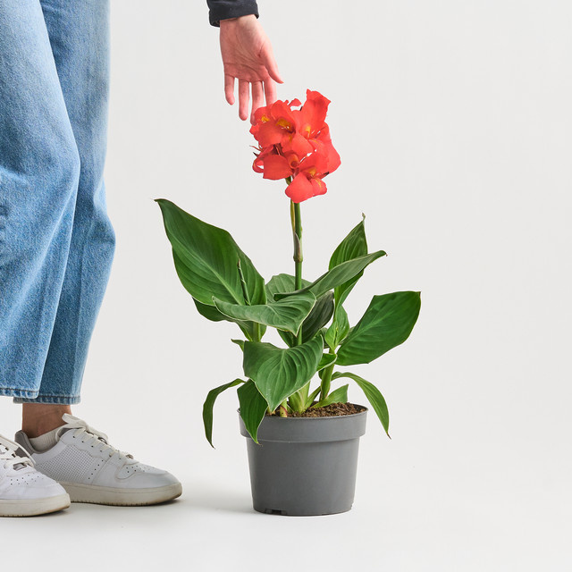 Canna Indica rote Zierpflanze von BLUME2000 für Garten, Balkon und Terrasse - Bild 1