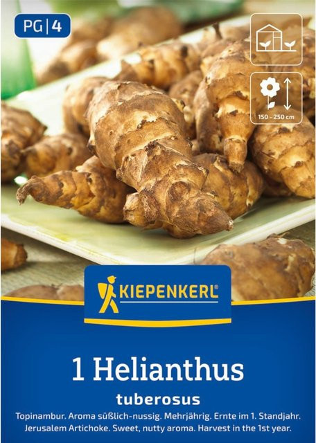 Kiepenkerl Topinambur-Samen für den Gemüsegarten und Ziergarten - Bild 1