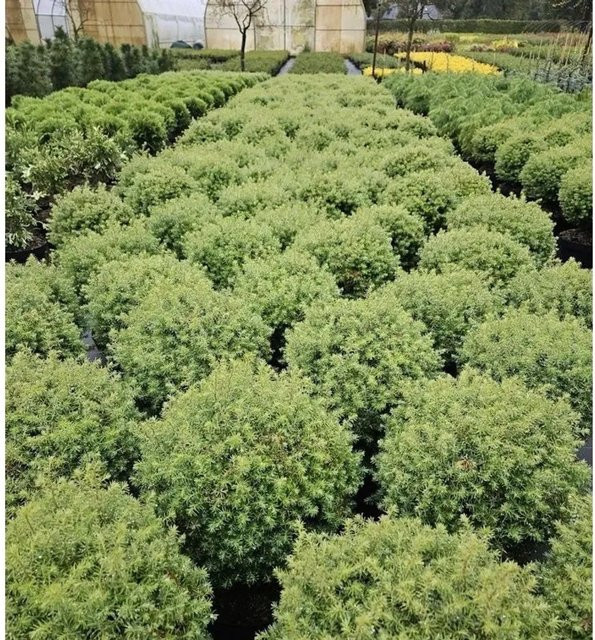 Thuja occidentalis Lebensbaum Forever Young Kugel in Grün von Nr-01.de, Höhe: 40 cm - Bild 1