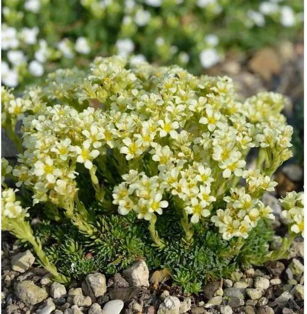 Moos Steinbrech Saxifraga apiculata als wintergrüne Staude und Bodendecker für Steingärten und Staudengärten von Nr-01.de - Bild 1