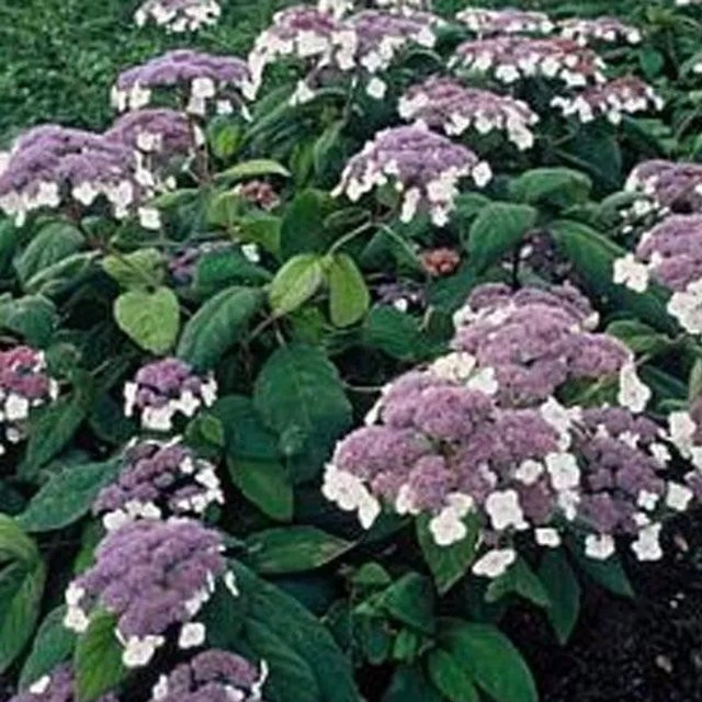 Samthortensie Hydrangea aspera arborix mit dunkelgrünem Laub im Container, Höhe: 40 bis 60 cm - Bild 1