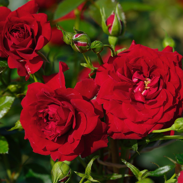 Tantau Zwerg-Kletterrose Starlet Rose Natalie in Rosa - Bild 1