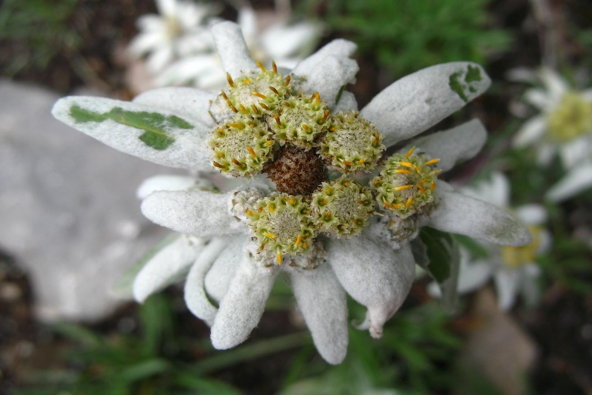 SAFLAX Edelweiss Samen Set mit Topfsubstrat für Leontopodium alpinum, 500 Stück - Bild 3