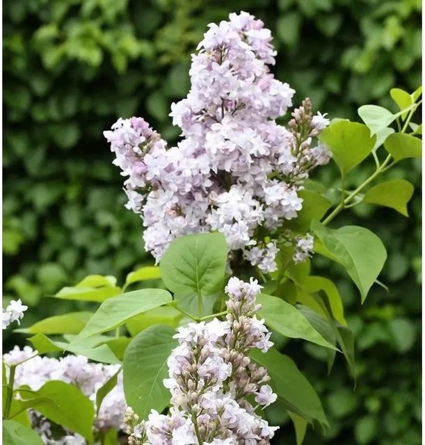 Edelflieder Nadeshda Syringa vulgaris Kircher-Collection, lila, Höhe: 30-40 cm - Bild 1