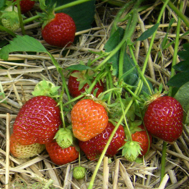 BLUME2000 Erdbeere Honeoye Fragaria - 20 wurzelnackte Pflanzen - Bild 1