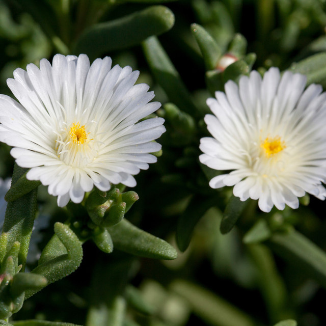 Weiße Mittagsblume Delosperma als winterharte Bodendecker-Staude für deinen Garten und Balkon - Bild 1