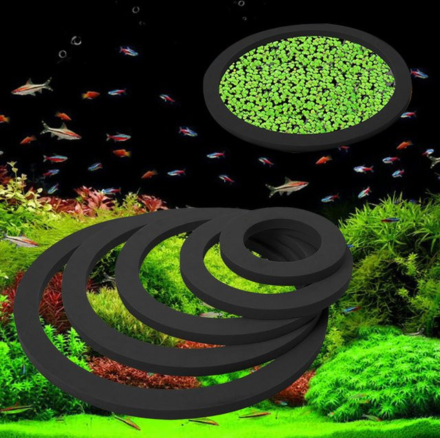 5 Stück schwimmende Fütterungsringe für Aquarium und Teich in Grün und Schwarz - Bild 1
