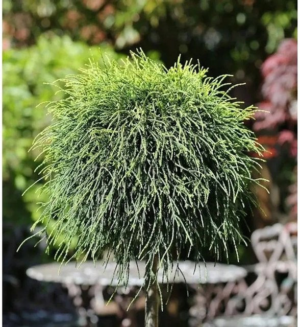 Grüne Fadenzypresse Chamaecyparis pisifera als Hochstamm Kübelpflanze in Grün, Höhe: 40-60 cm - Bild 1