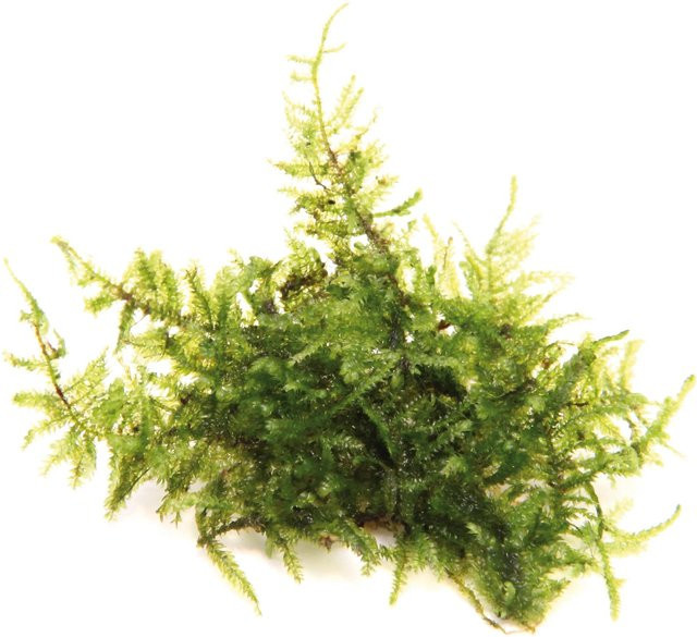 Dennerle Plants Vesicularia Montagnei Aquariumpflanze In-Vitro Grün - Bild 1