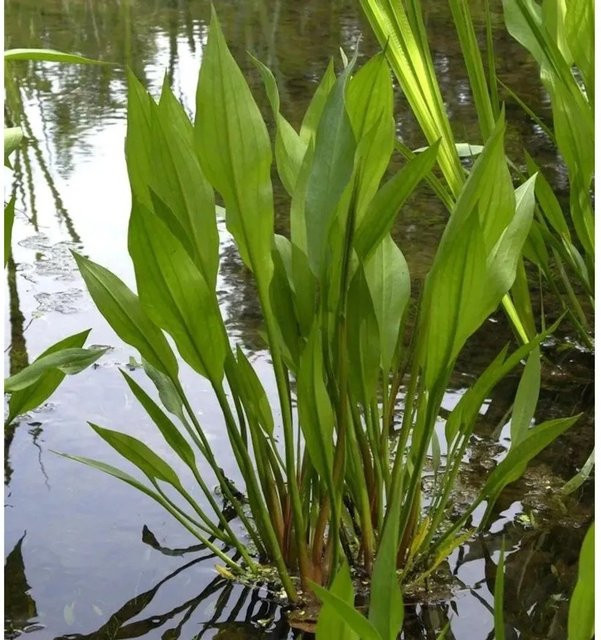 Alisma plantago Gewöhnlicher Froschlöffel als mehrjährige Wasserpflanze in Grün - Bild 1