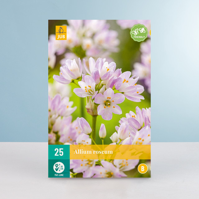 Allium Roseum Zwiebeln von BLUME2000 für dein Beet, 25 Stück - Bild 1