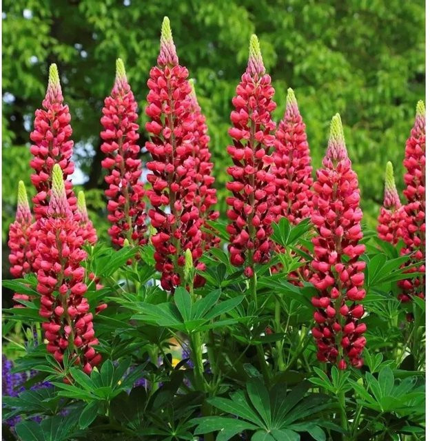 Gartenlupinie Masterpiece Lupinus polyphyllus als mehrjährige Beet- und Schnittblumenpflanze - Bild 1