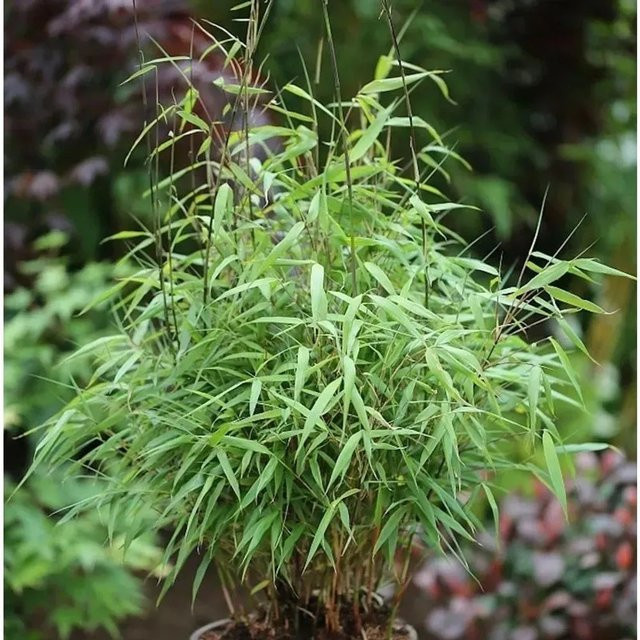 Fargesia Scabrida Asian Wonder Gartenbambus, Grün, Höhe: 125-150 cm - Bild 1