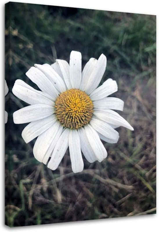 Feeby Leinwanddruck Kamillenblume Natur Floral, mehrfarbig, B: 40 cm, H: 60 cm - Bild 1