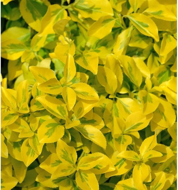 Euonymus fortunei Kriechspindel Emerald Gold Bodendecker in Gold und Gelb - Bild 1