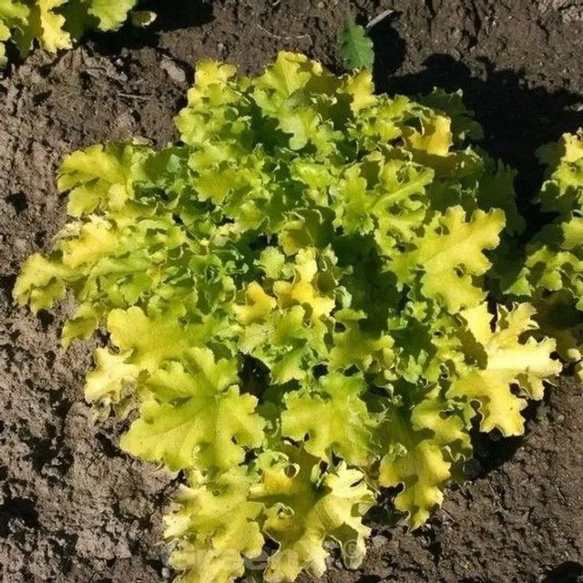 Heuchera brizoides Purpurglöckchen Lime Marmalade als grün-limettenfarbener Bodendecker - Bild 1
