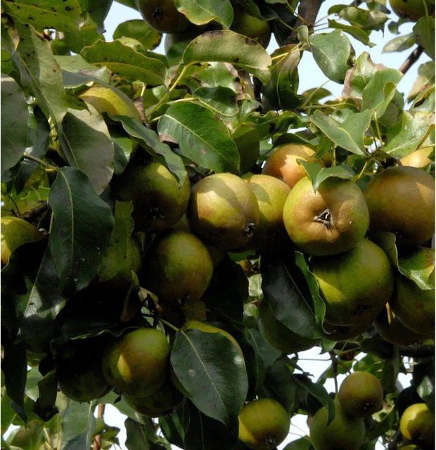 Madame Verte Birne Pyrus communis Obstbaum für deinen Garten - Bild 1
