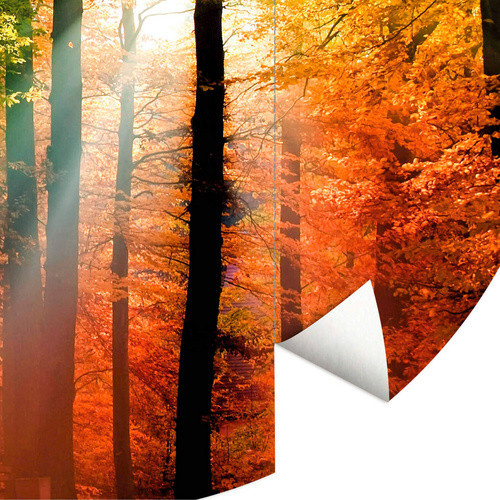 K&L Wall Art Vliestapete Runde Vliestapete Goldener Herbst Natur Wald, mehrfarbig, matt, B: 236 cm, H: 236 cm - Bild 2