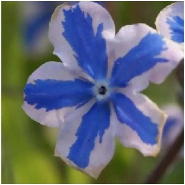 Omphalodes cappadocica Kaukasus Gedenkmein Starry Eyes Blaue Staude - Bild 1
