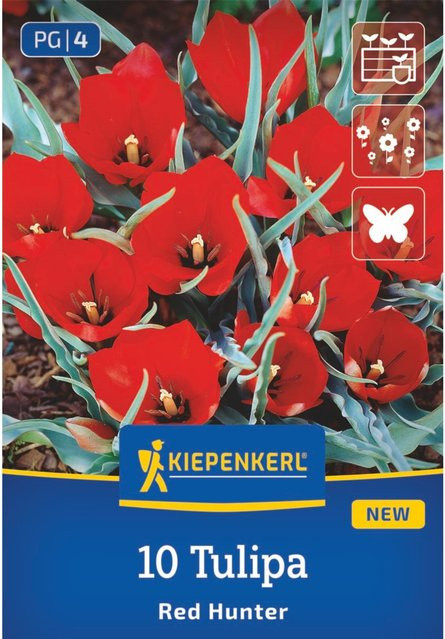 Kiepenkerl Wildtulpe Red Hunter, 10 Zwiebeln, rot - Bild 1