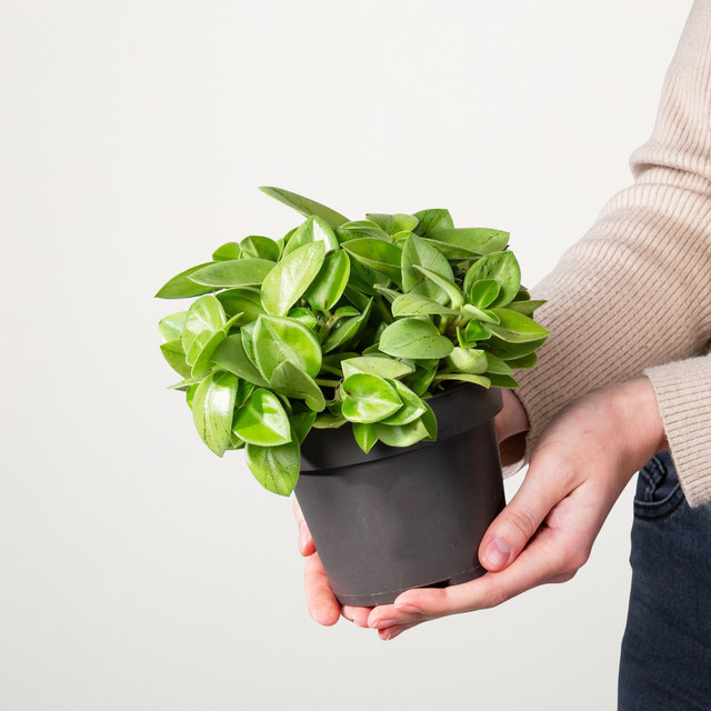 Peperomia Pixie Lime Zimmerpflanze in Grün von BLUME2000 - Bild 1