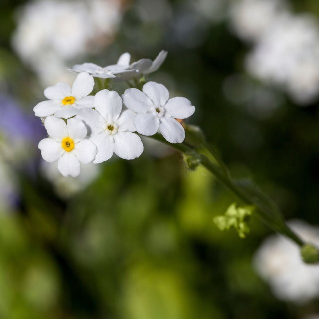 Weiße Vergissmeinnicht Myosotis als winterharte Staude für deinen Garten und Balkon - Bild 1