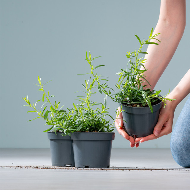 BIO Estragon Artemisia drancunculus von BLUME2000, 3 Stück - Bild 1