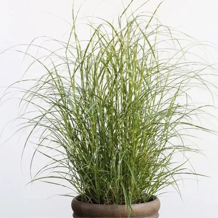 Chinaschilf Little Zebra Miscanthus sinensis Gräser für den Garten in Grün